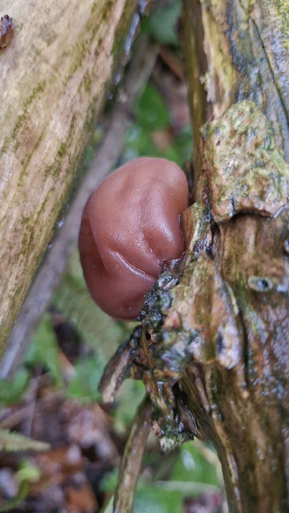 Auricularia auricula-judae · November 2025 · photo: © cfg (iNaturalist, cc-by)