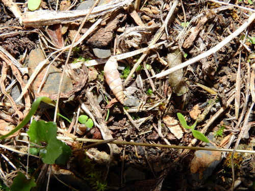 Solatopupa similis, 06540 Saorge, France, photo 8 of 10