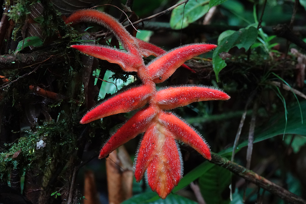 Heliconia stella-maris
