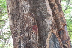 Guibourtia coleosperma, photograph author not stated, no rights reserved