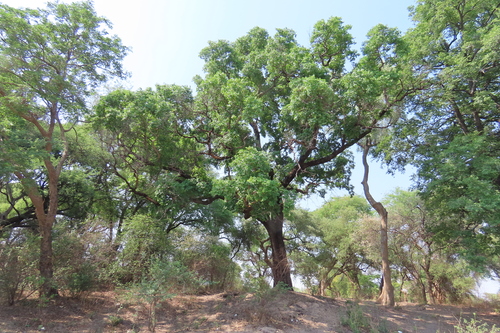 Rhodesian copalwood (Guibourtia coleosperma)