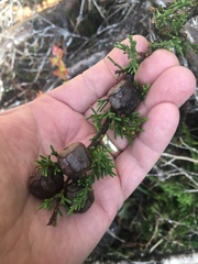 Cupressus pygmaea