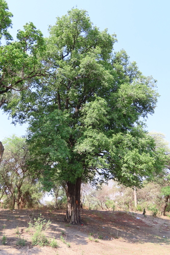 Ebony Diospyros (Diospyros mespiliformis)