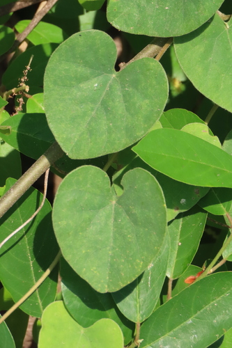 Ivy-Vine (Cissampelos mucronata)