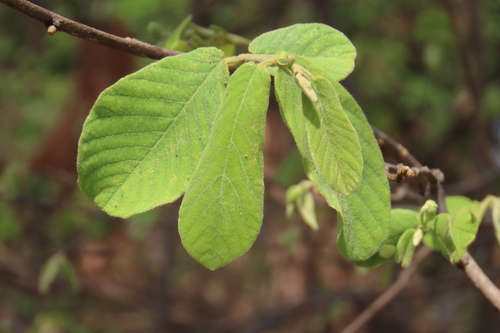 northern dwababerry (Friesodielsia obovata)