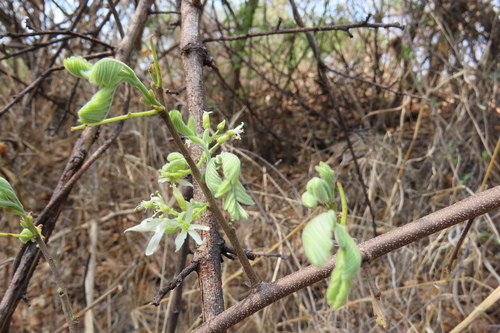 shortpod (Rourea orientalis)