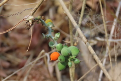 Corallocarpus bainesii, photograph author not stated, no rights reserved