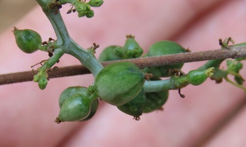 Corallocarpus bainesii, photograph 6
