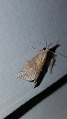 Hypena minualis