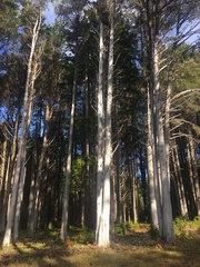 Cupressus pygmaea