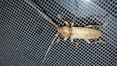 Enaphalodes rufulus
