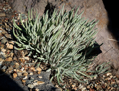 Dudleya attenuata orcuttii
