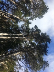 Cupressus pygmaea