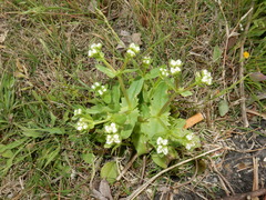 Valerianella