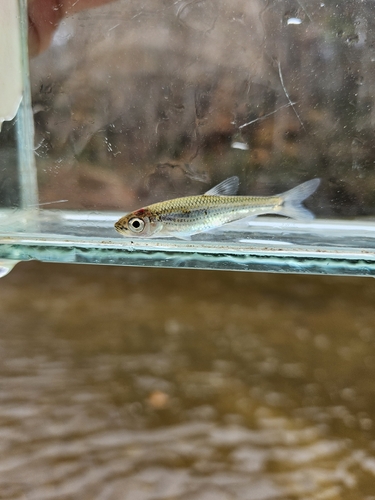 Sandbar shiner (Notropis scepticus) — Cyprinidae — 5