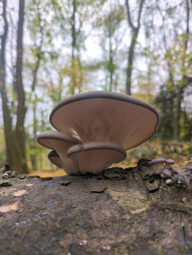 Pleurotus ostreatus · November 2025 · photo: © vincent_b (iNaturalist, cc-by)
