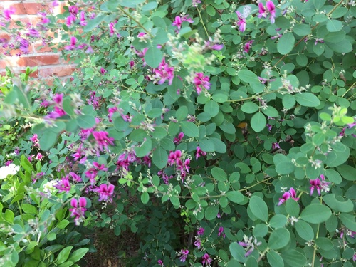 Thunberg's Lespedeza (Lespedeza thunbergii)
