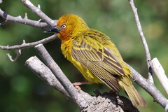 Cape Weaver photo 2