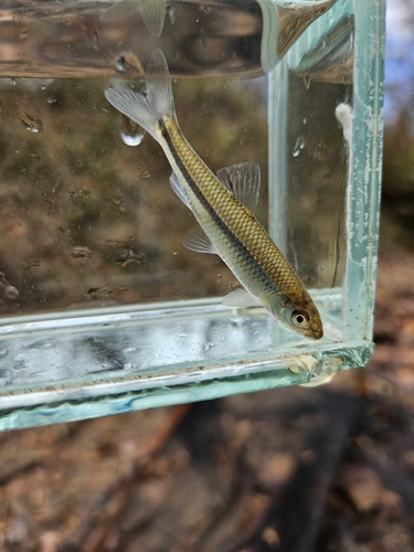 Whitefin shiner (Cyprinella nivea) — Cyprinidae — 4