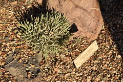 Dudleya attenuata orcuttii