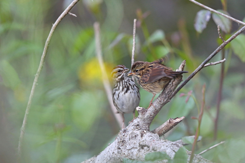 Heermann's Song Sparrow