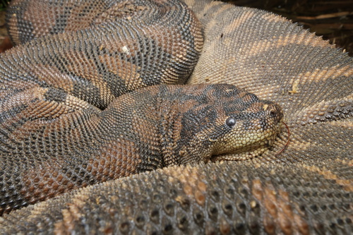 Arafura File Snake sighting