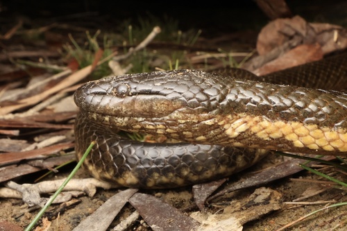 Macleay's Water Snake sighting