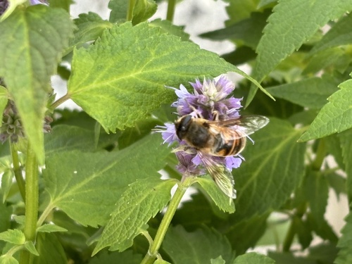 Unknown species found near S Campbell Ave, Nixa, MO, US