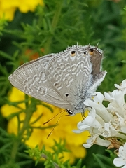 Anthene livida livida