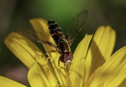 Unknown species found near Fernhill Wetlands, Forest Grove, OR, US