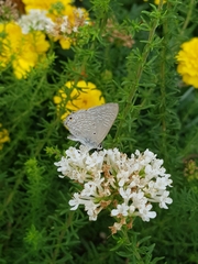 Anthene livida livida