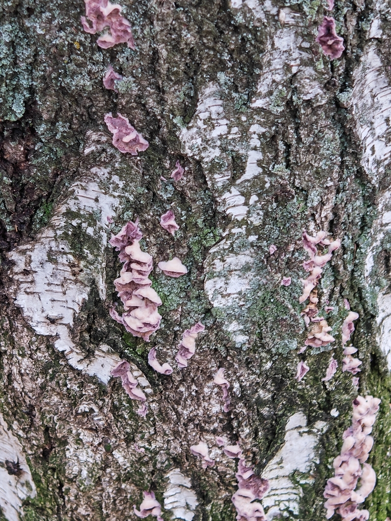 Chondrostereum purpureum · November 2025 · photo: © p_andrey (iNaturalist, cc-by-nc)