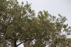 Ozoroa paniculosa paniculosa