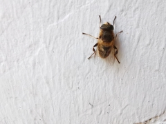Eristalis tenax