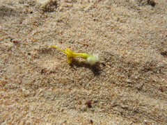 Leucospermum rodolentum