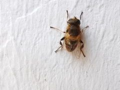 Eristalis tenax