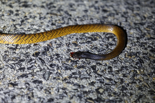 Western Brown Snake sighting