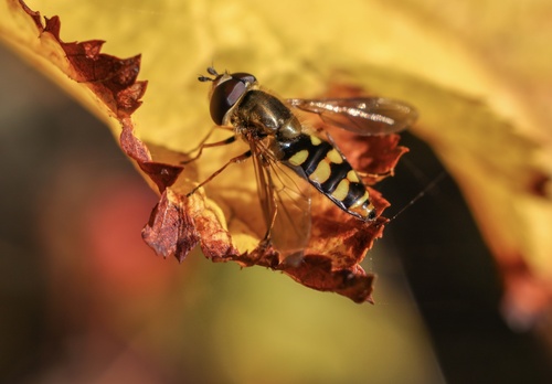 Unknown species found near Fernhill Wetlands, Forest Grove, OR, US