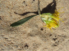 Leucospermum rodolentum