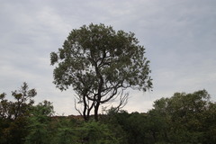 Ozoroa paniculosa paniculosa