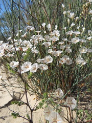 Limonium longifolium