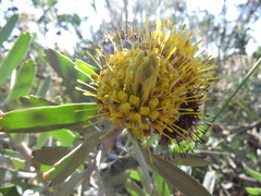 Leucospermum rodolentum