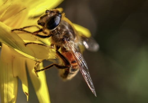 Unknown species found near Fernhill Wetlands, Forest Grove, OR, US
