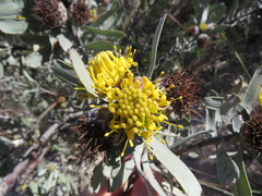 Leucospermum rodolentum