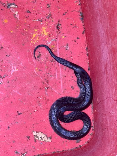 Eastern Small-eyed Snake sighting