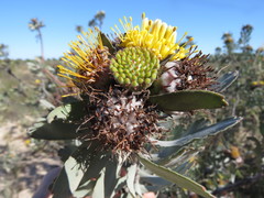 Leucospermum rodolentum