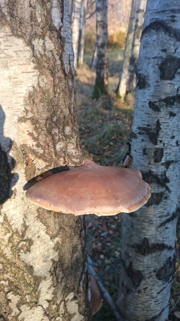 Fomitopsis betulina · November 2025 · photo: © greenandbluespace (iNaturalist, cc0)