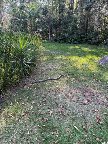 Coastal Carpet Python sighting