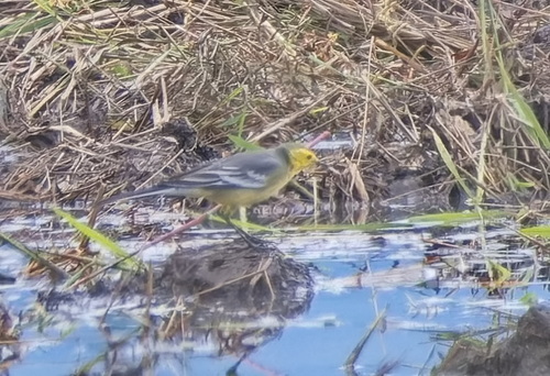 Citrine Wagtail