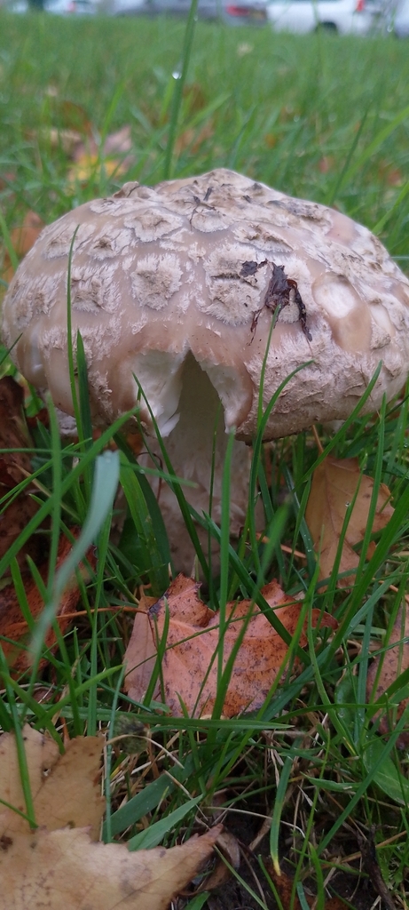 Amanita strobiliformis